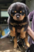 Rottweiler puppy
